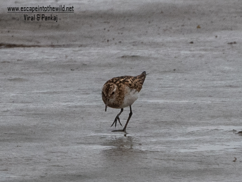 Little Stint