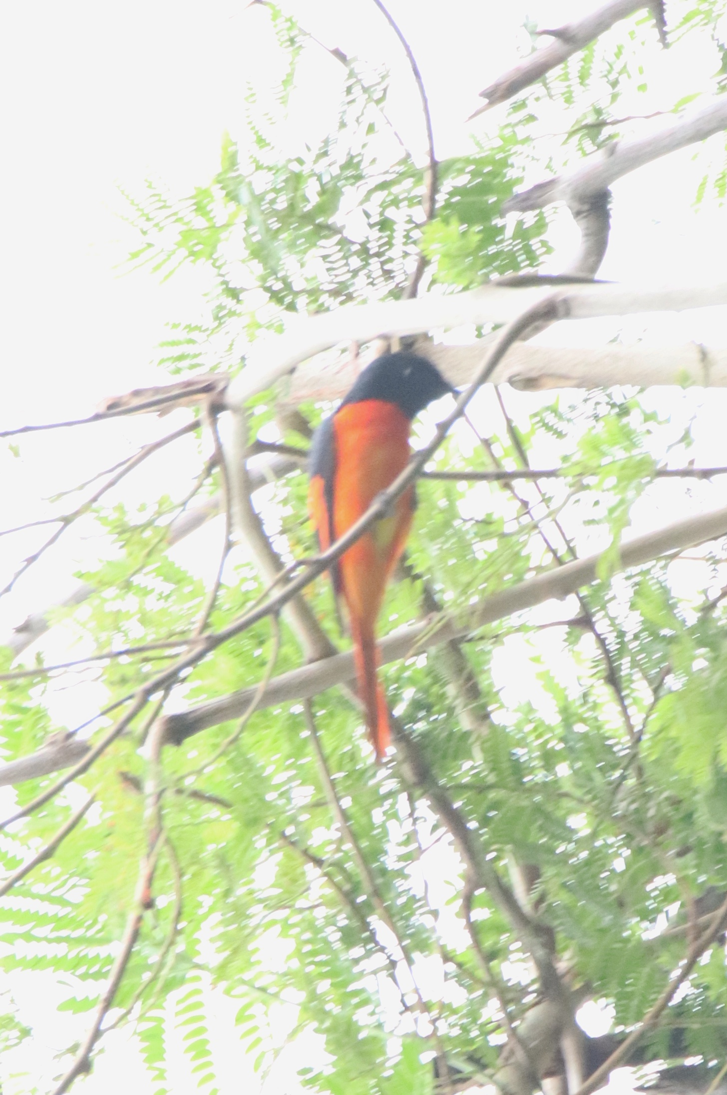 Orange Minivet