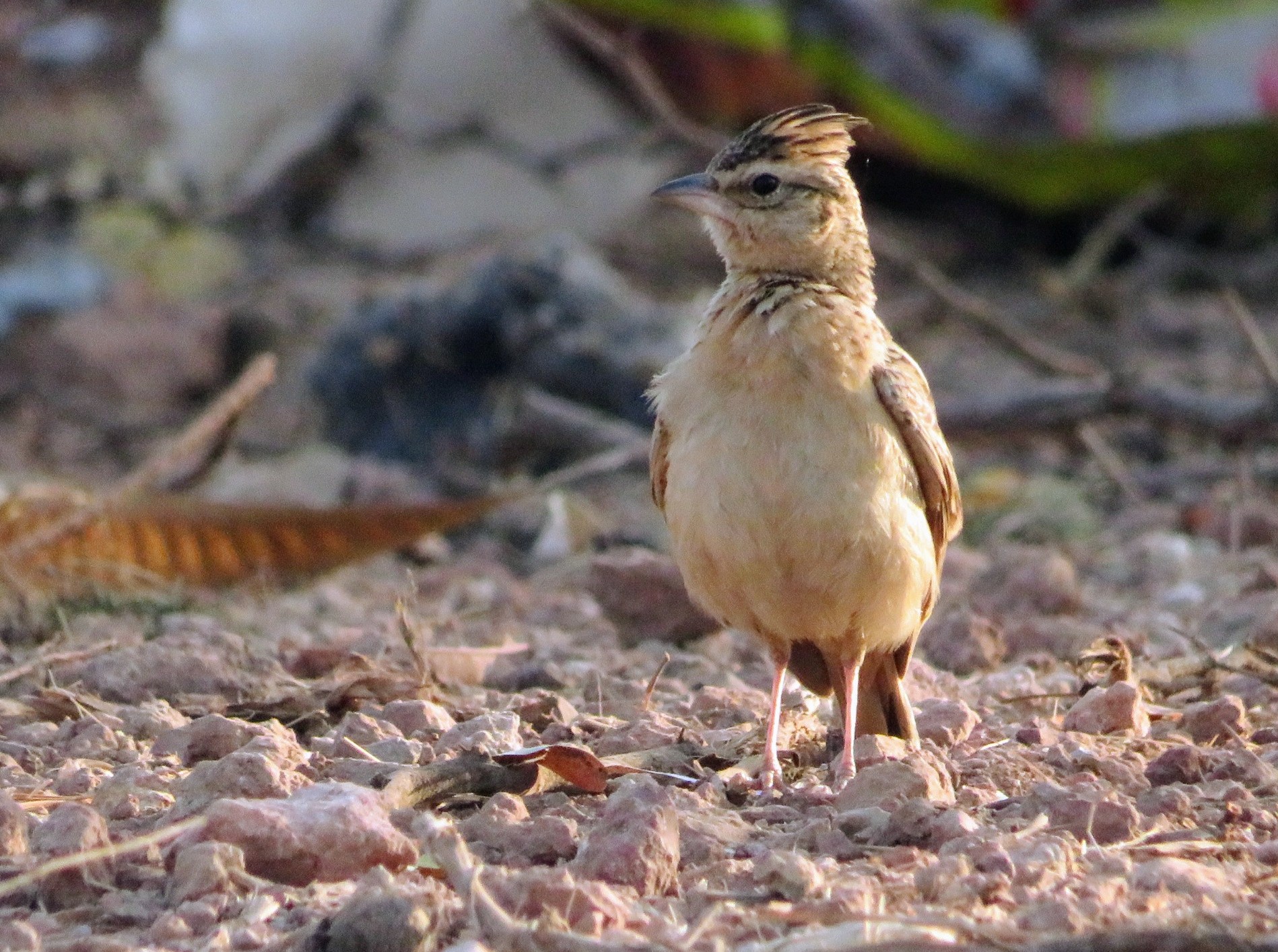 Sykes's Lark
