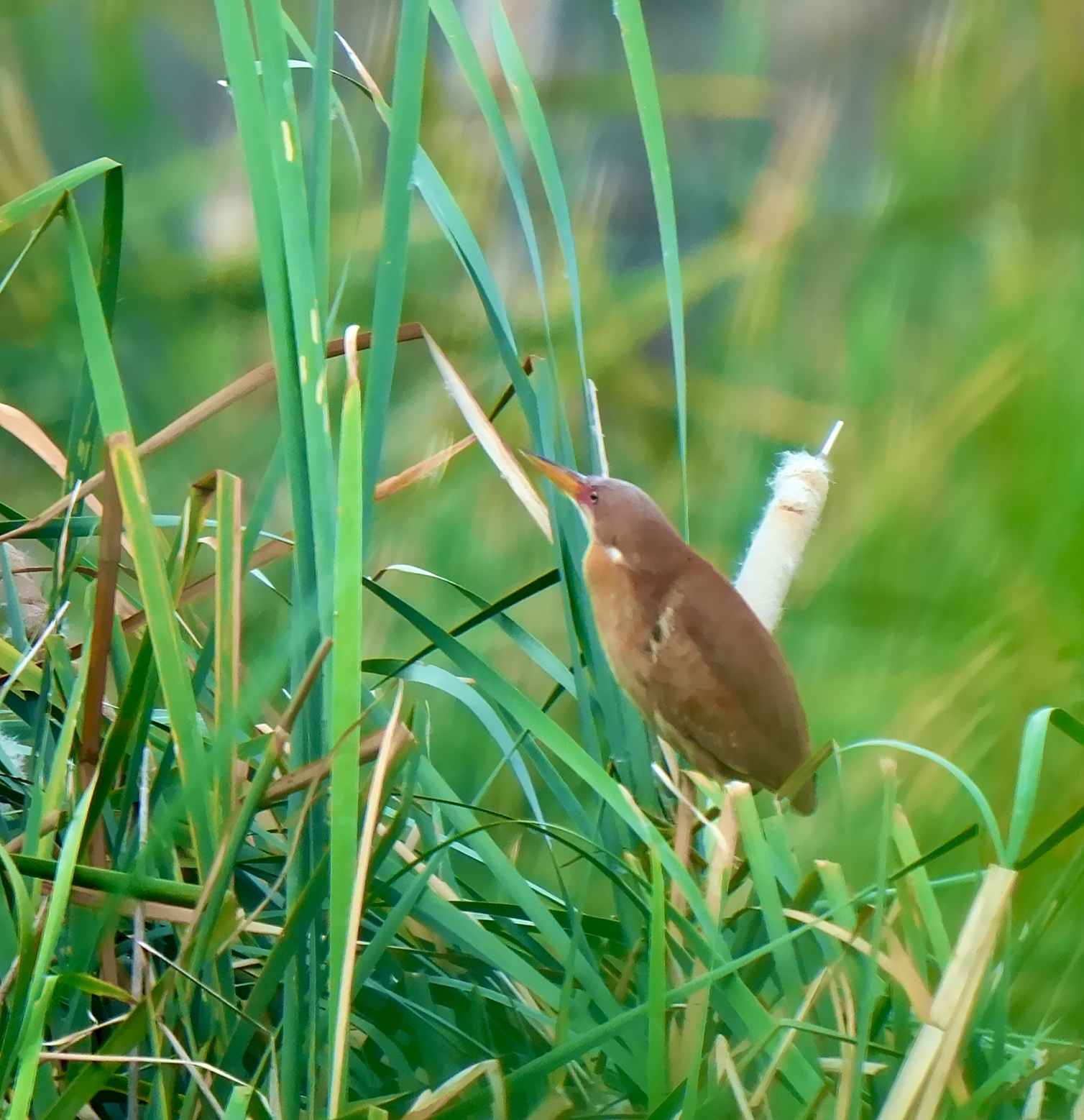 Cinnamon Bittern