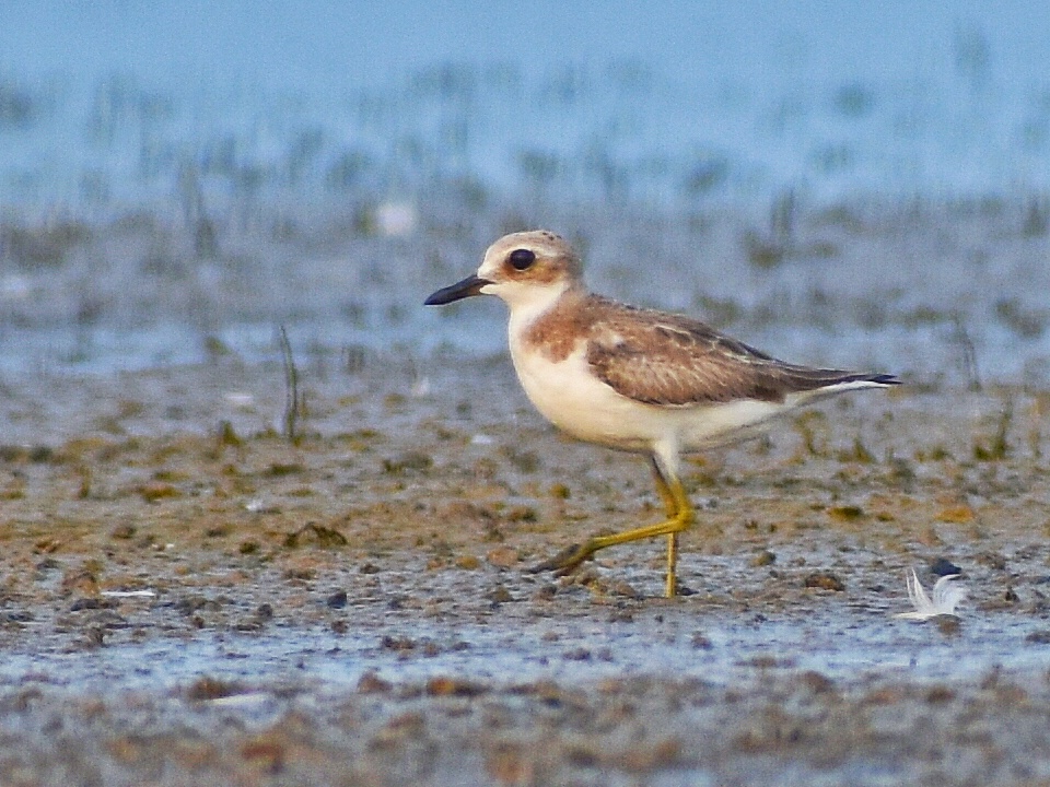 Greater Sand Plover