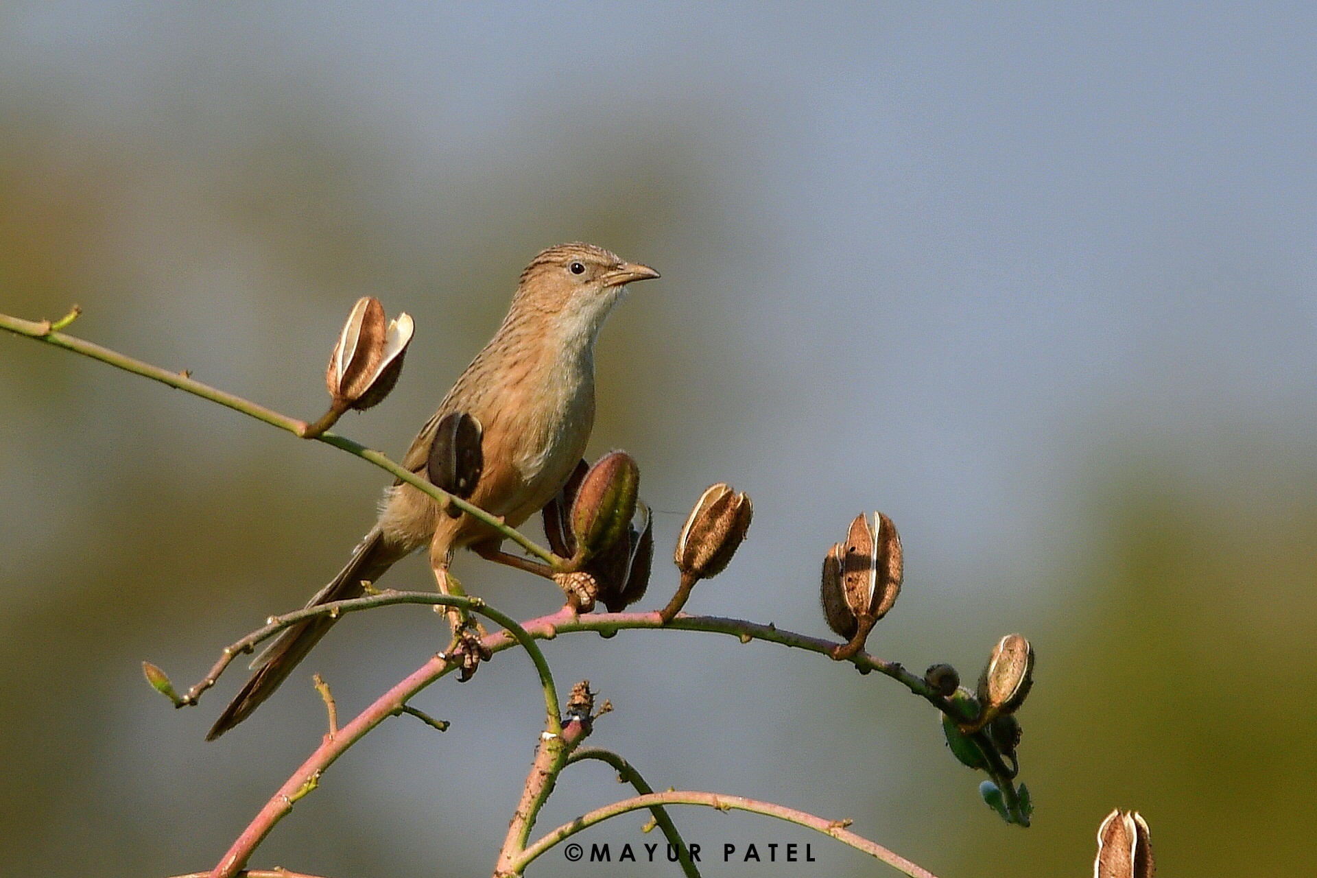 Common Babbler