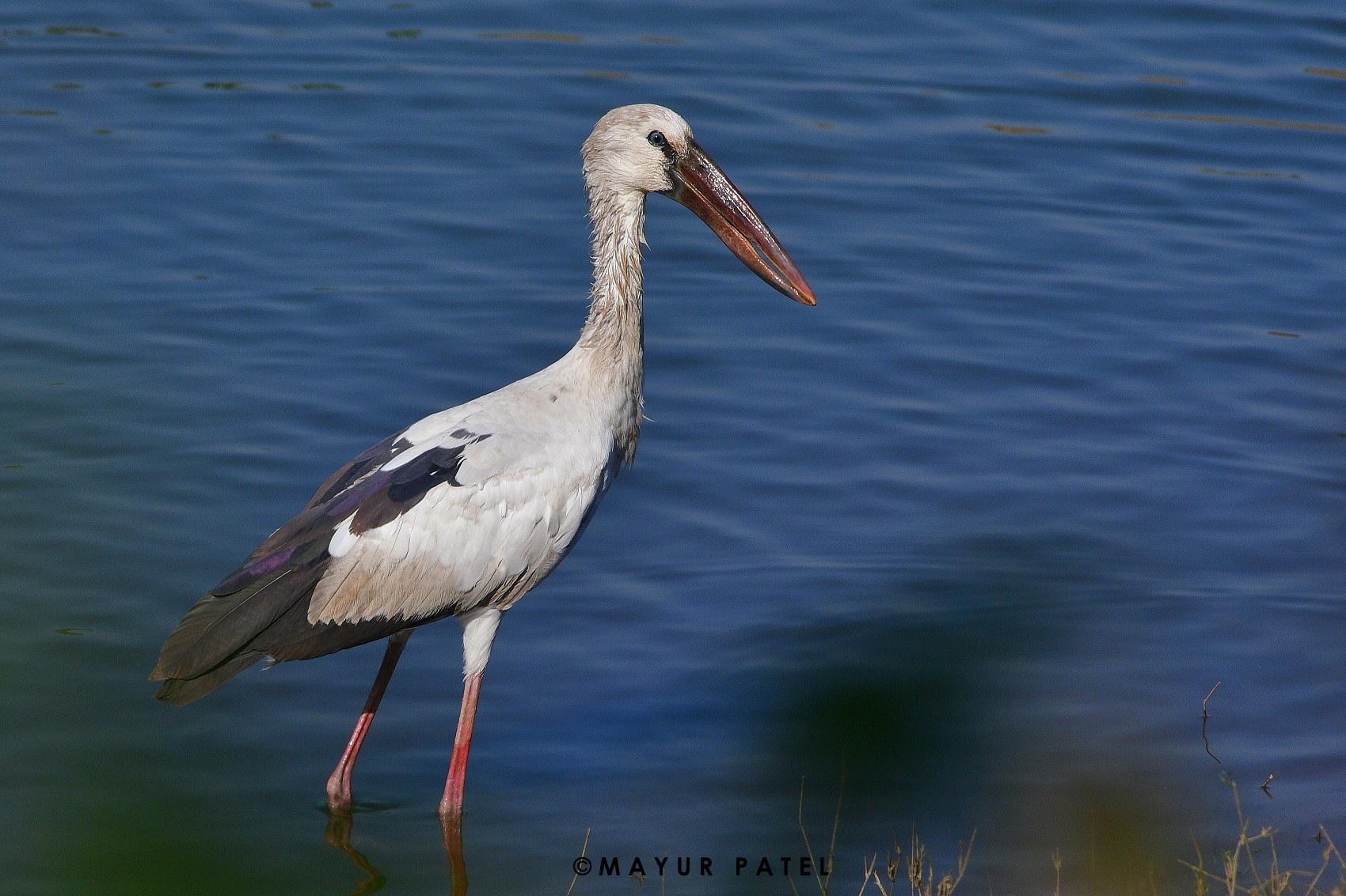 Asian Openbill