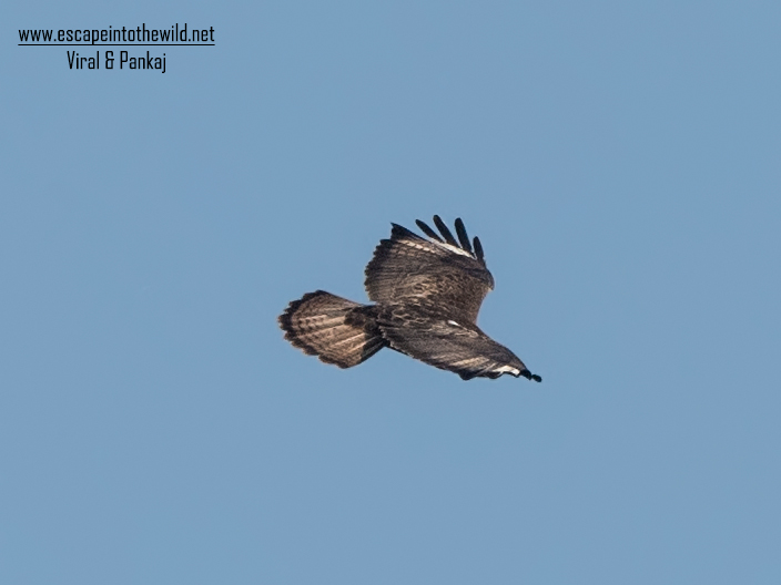 Common Buzzard