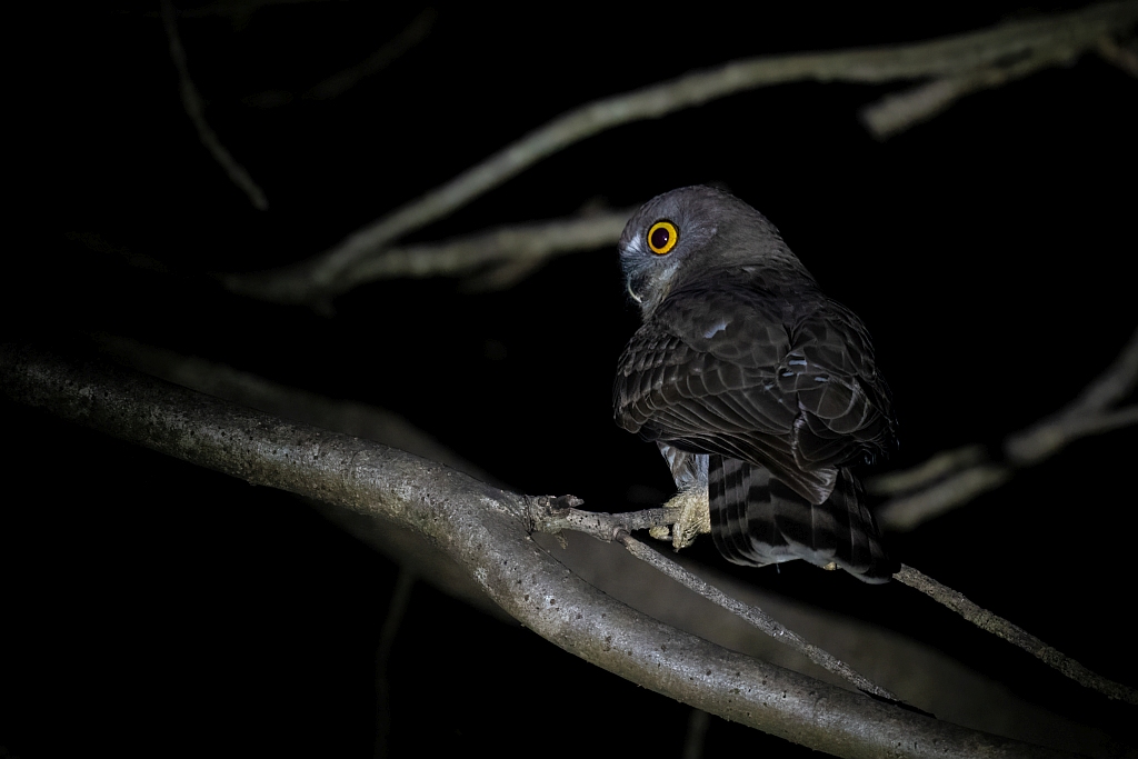 Brown Hawk Owl