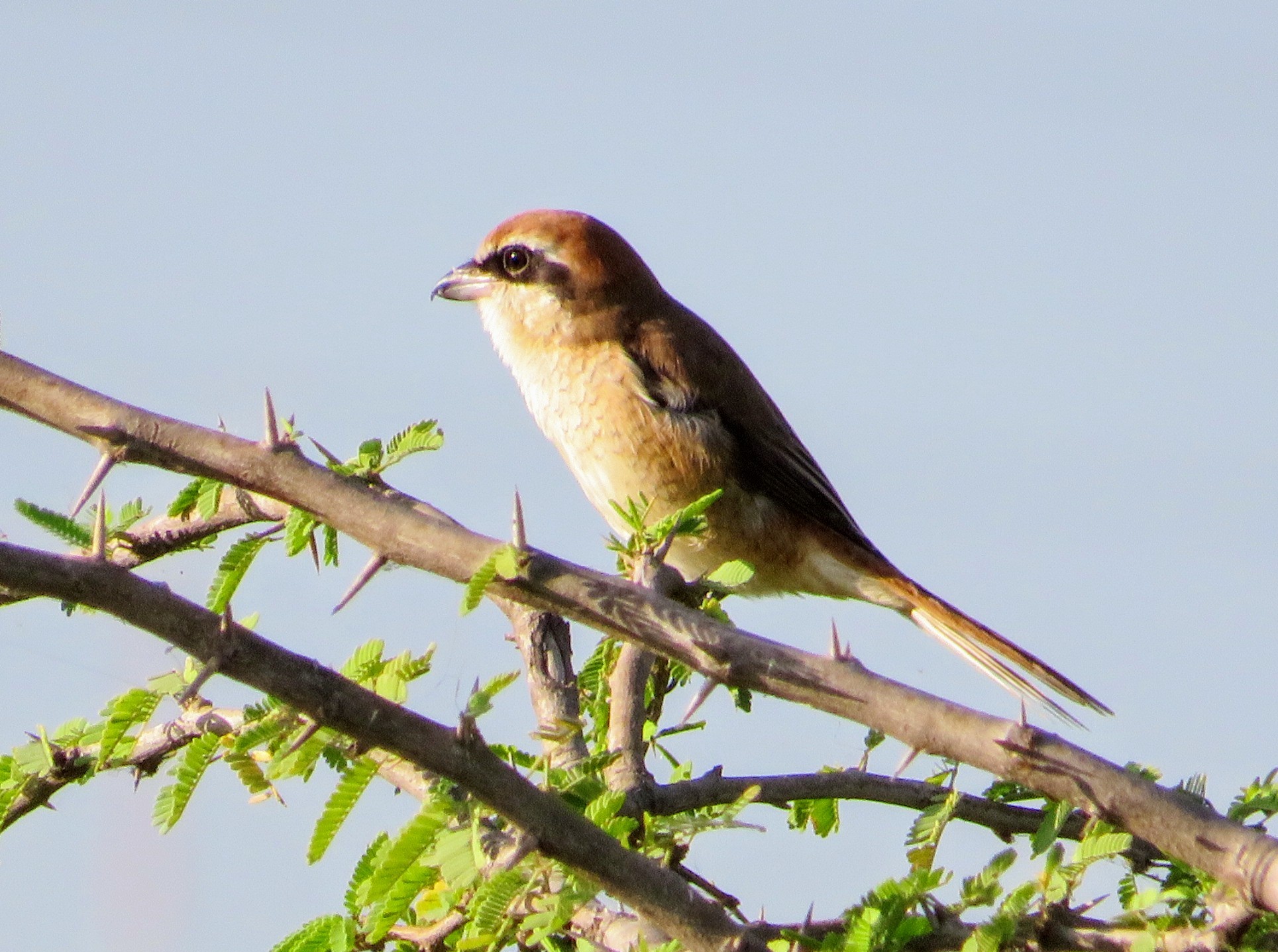 Brown Shrike