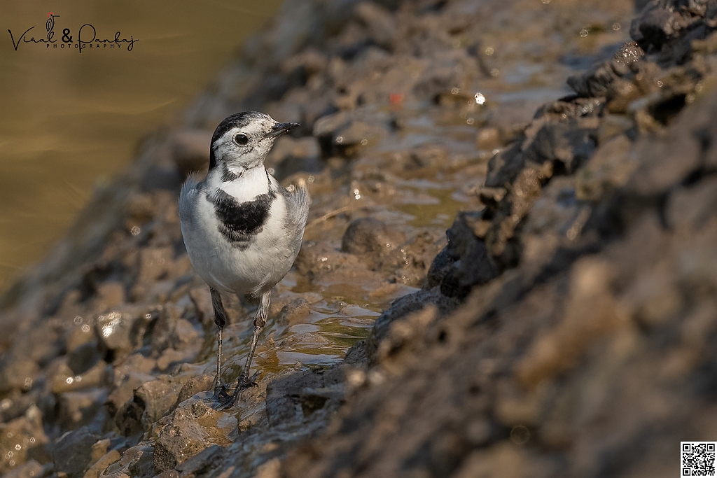 White Wagtail