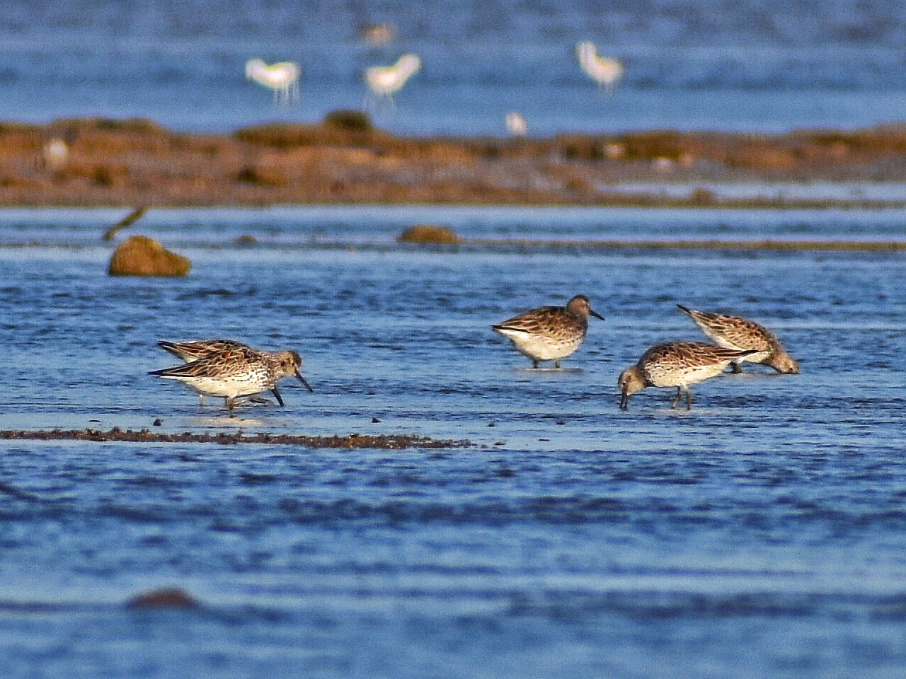 Great Knot 