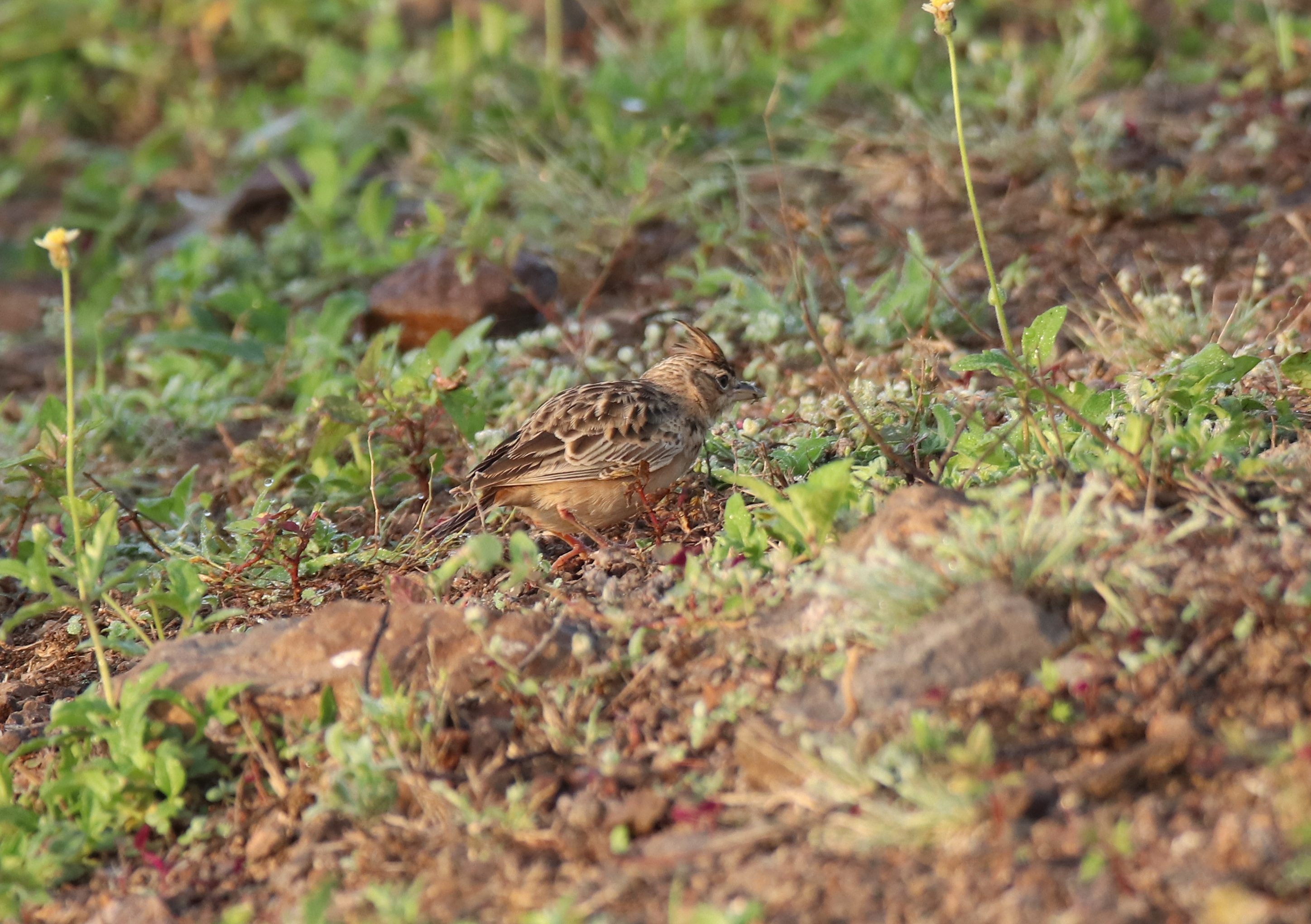 Sykes's Lark