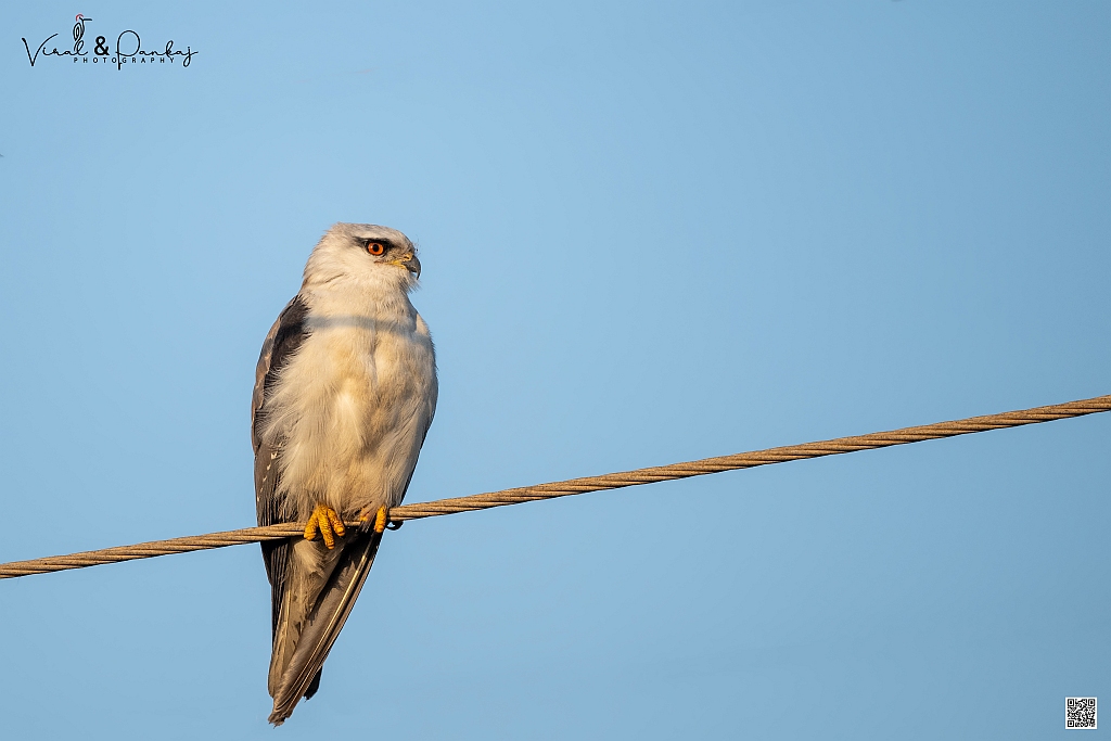 Black-winged Kite