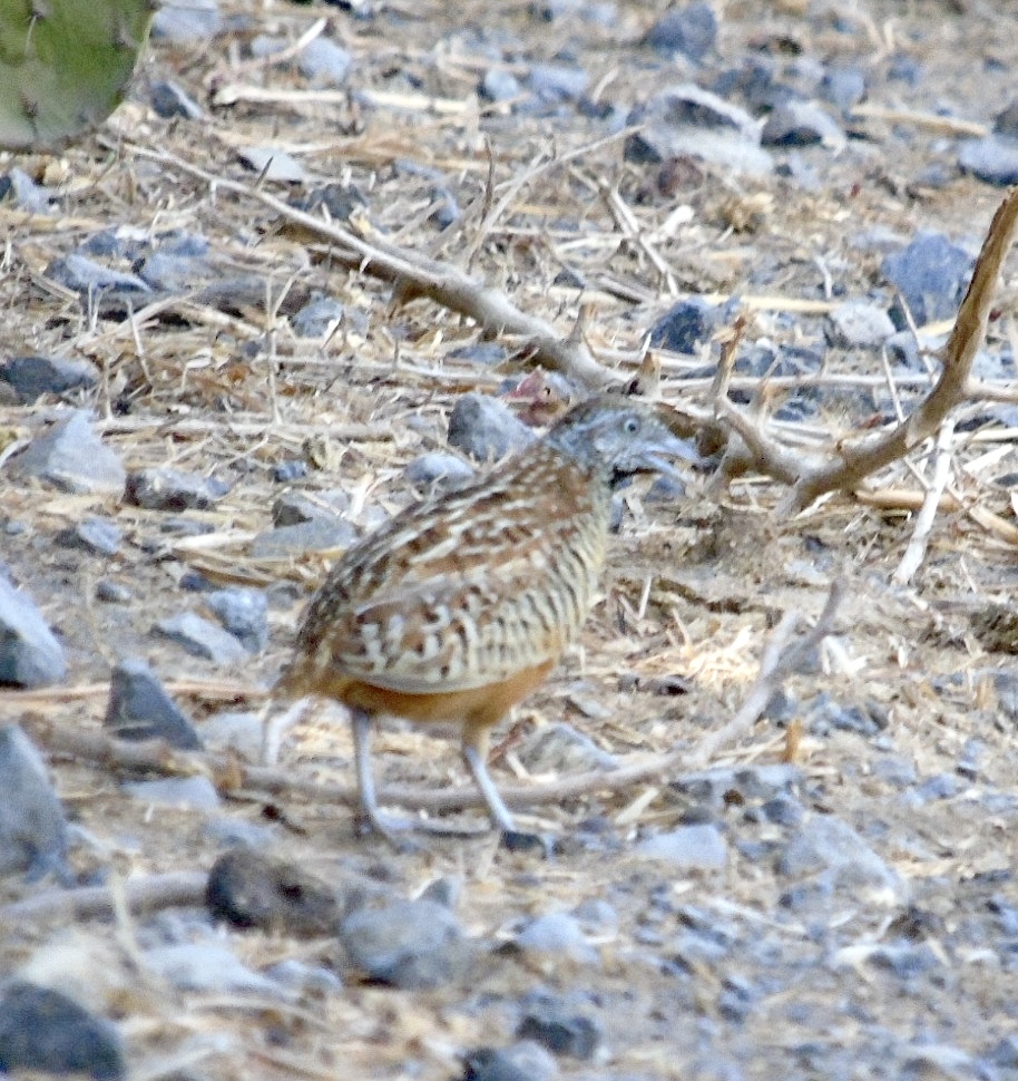 Barred Button Quail
