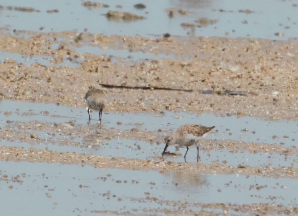 Dunlin