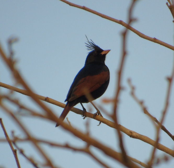 Crested Bunting
