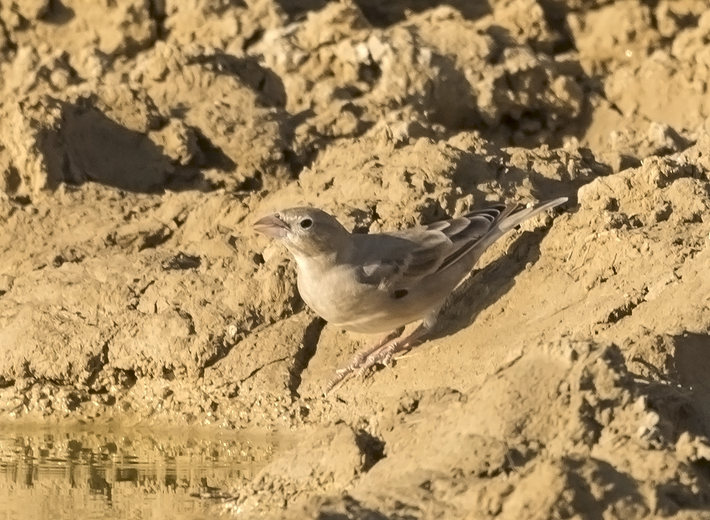 Pale Rock Sparrow