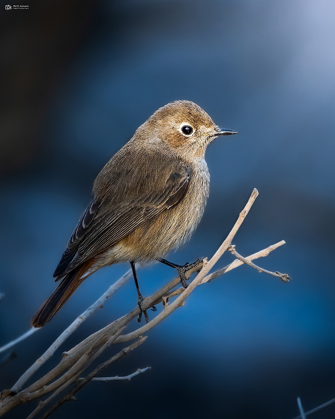 Black Redstart