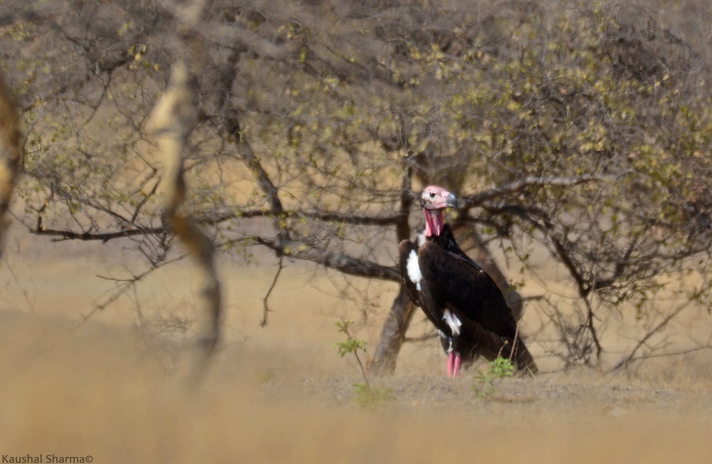 Red-headed Vulture