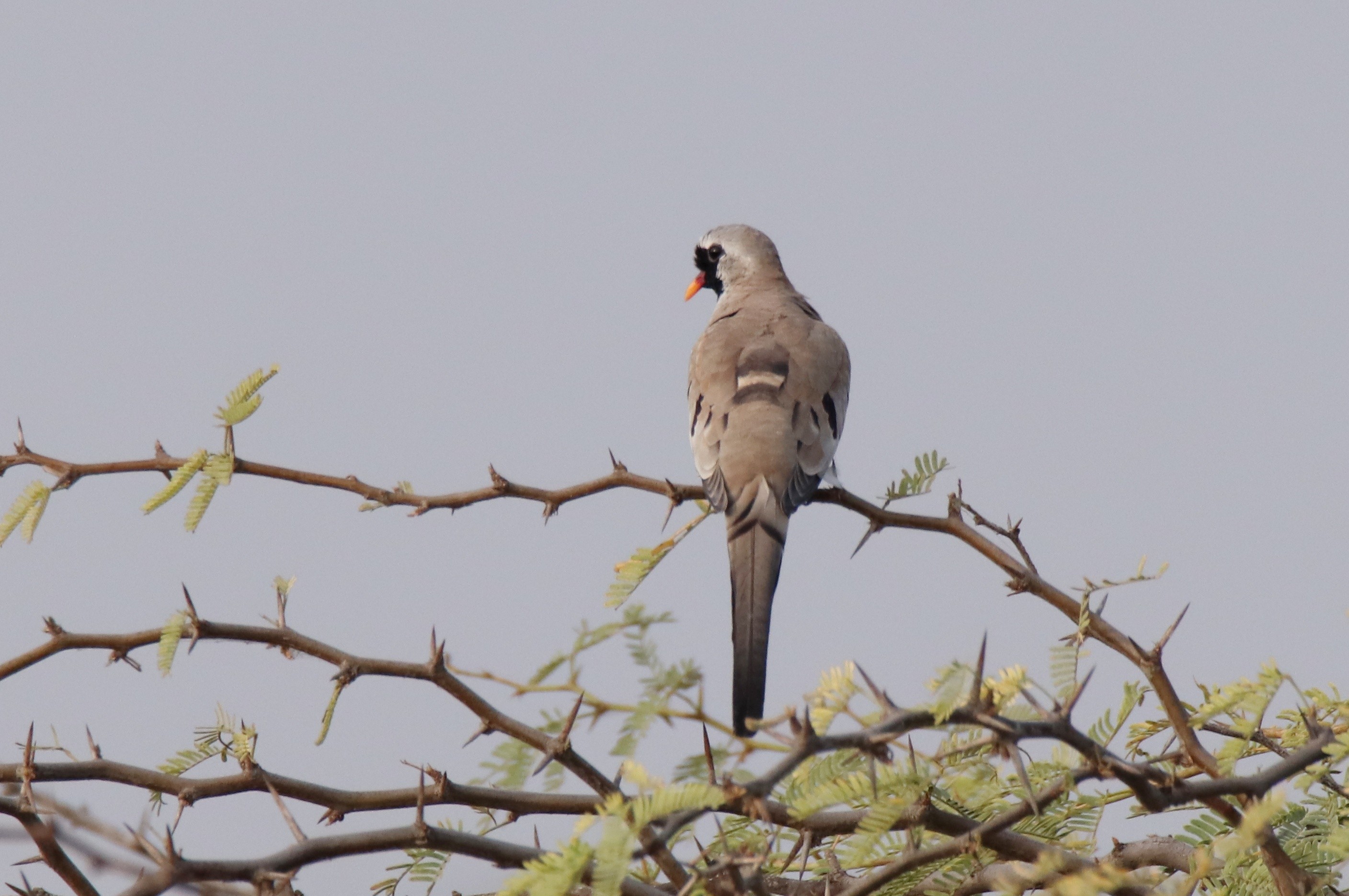 Namaqua Dove