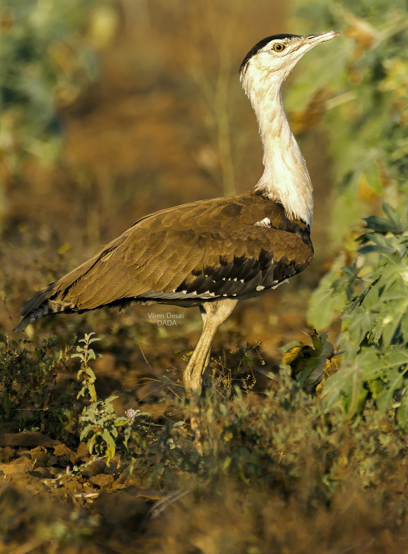 Great Indian Bustard