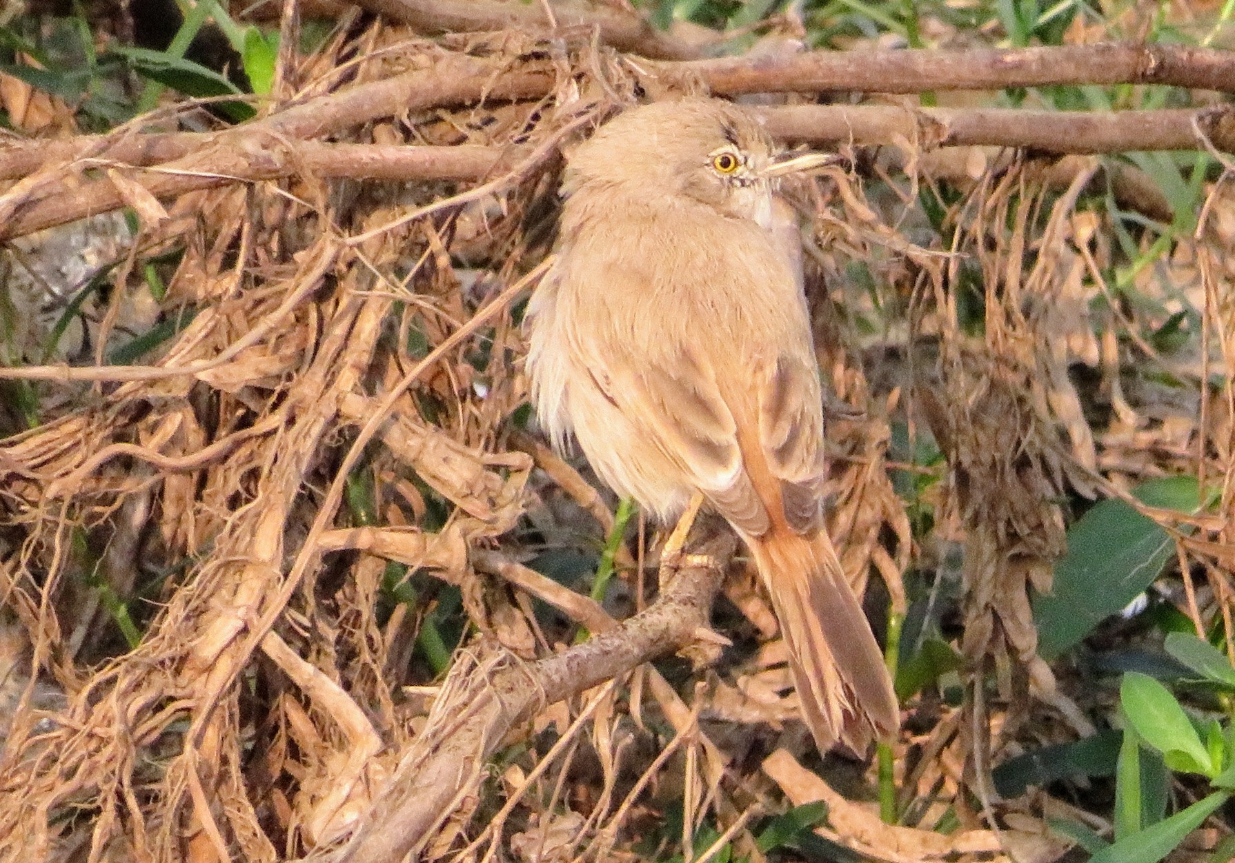 Asian Desert Warbler
