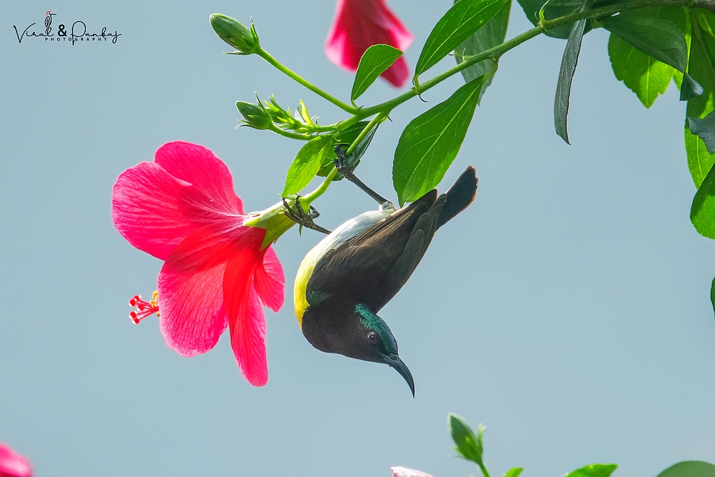 Purple-rumped Sunbird