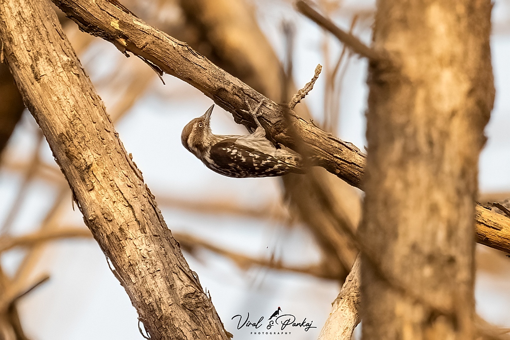 Brown-capped Pygmy Woodpecker
