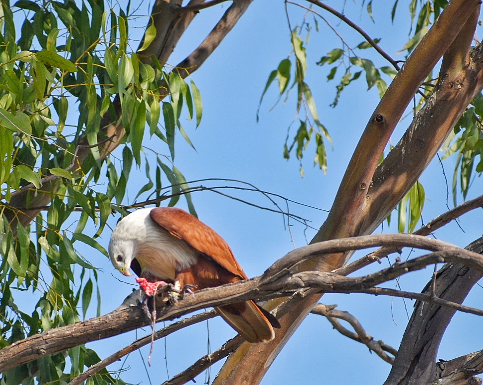 Brahminy Kite