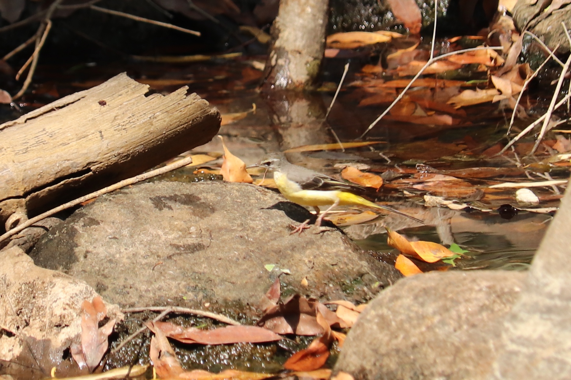 Grey Wagtail
