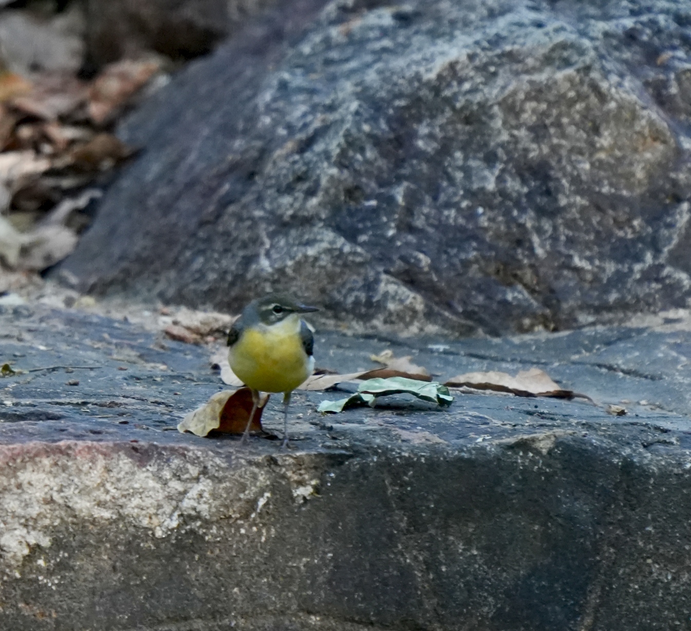 Grey Wagtail