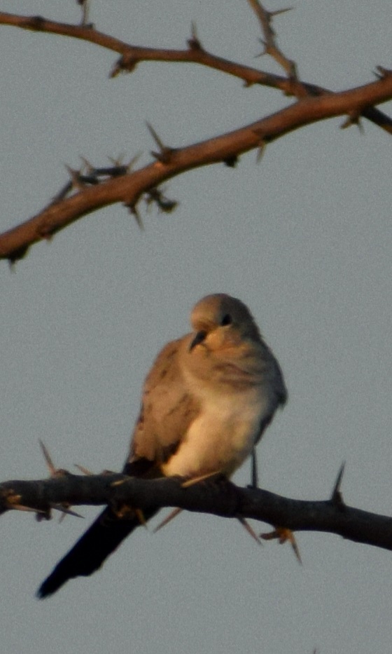 Namaqua Dove