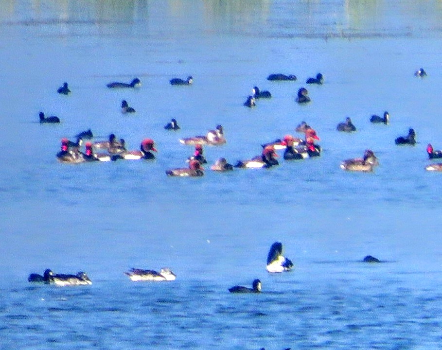 Red-crested Pochard