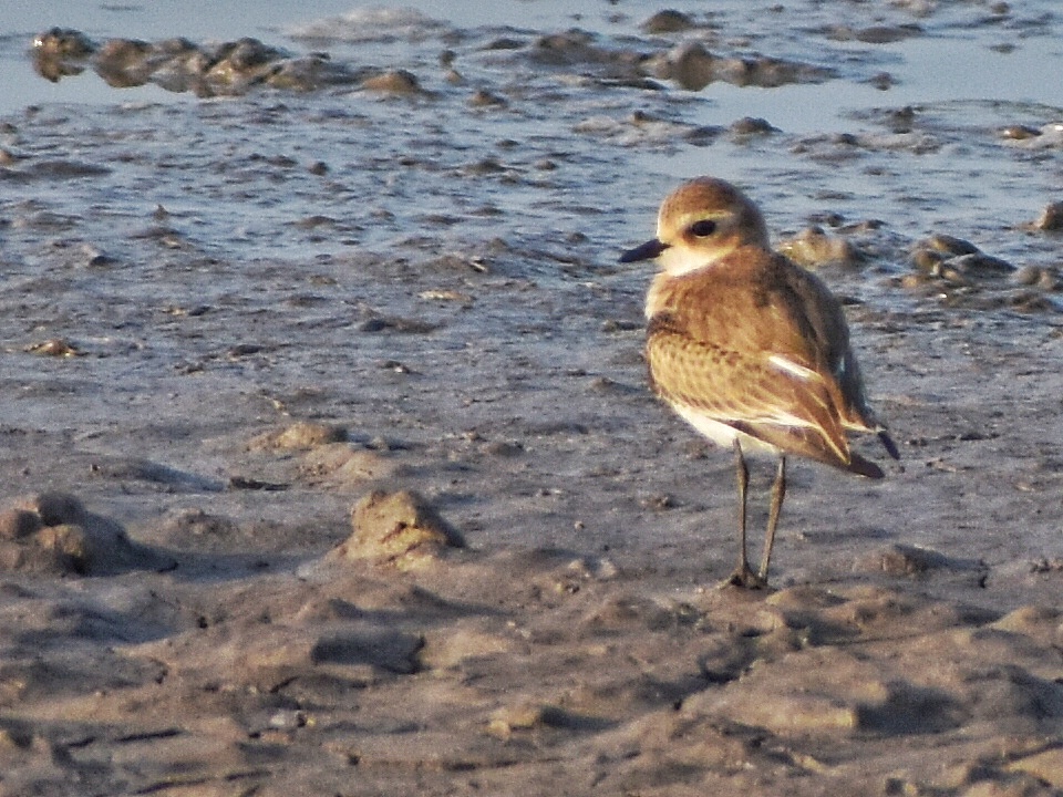 Kentish Plover