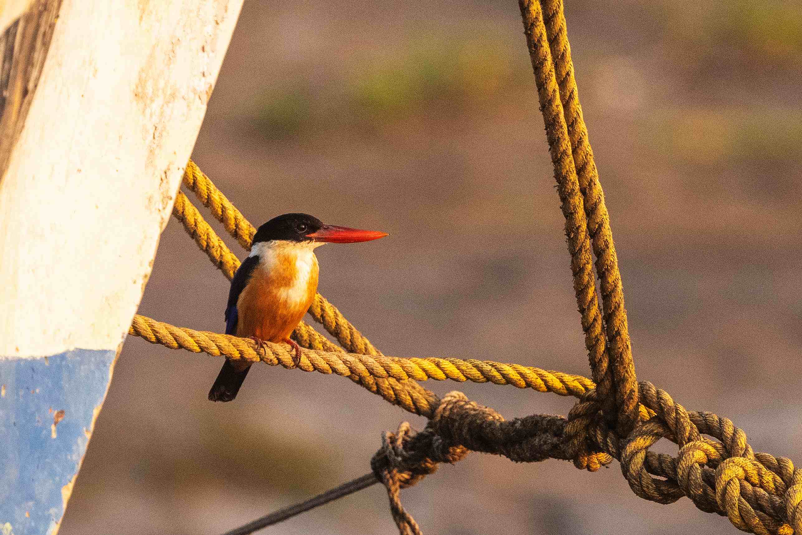 Black-capped Kingfisher