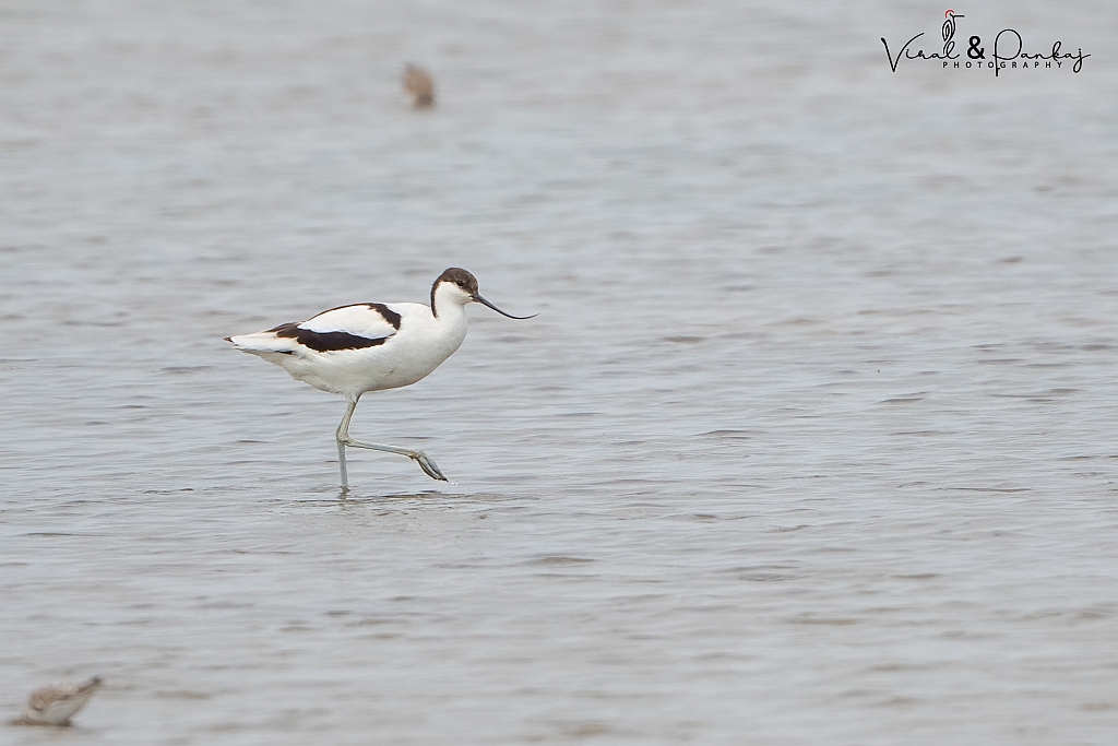 Pied Avocet