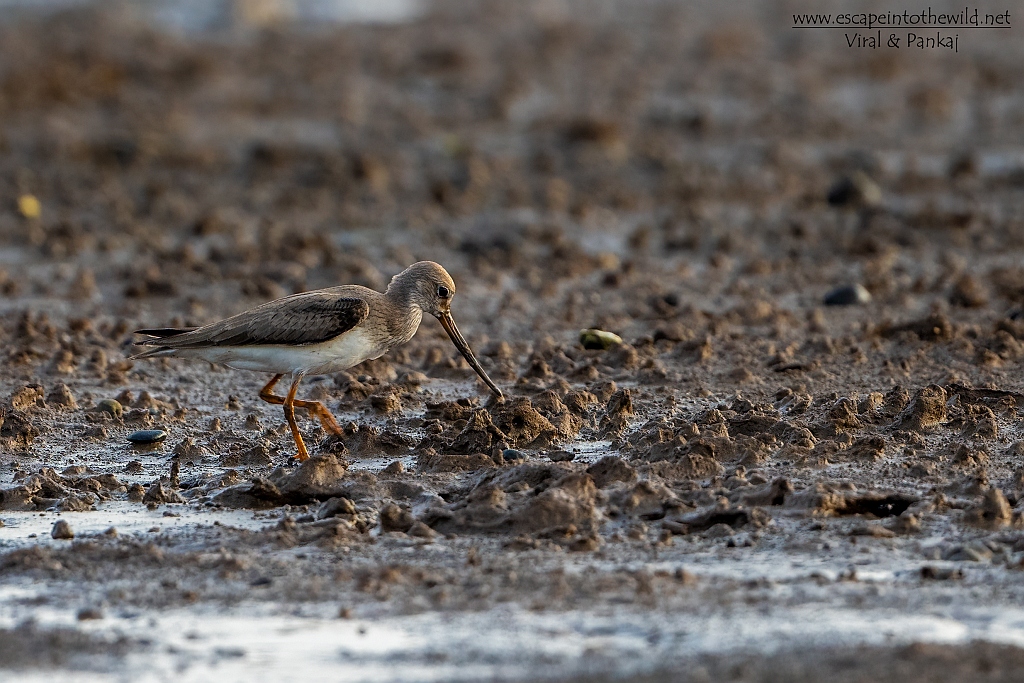 Terek Sandpiper