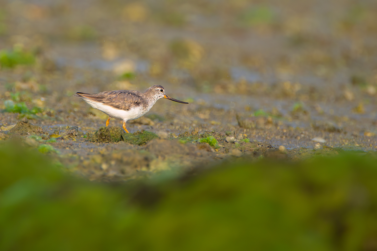 Terek Sandpiper