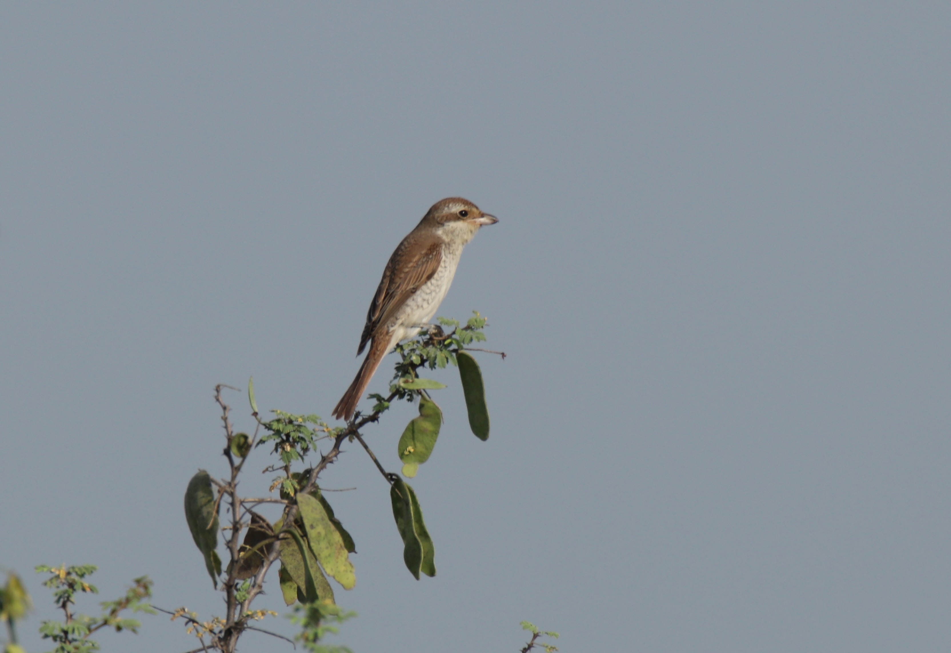 Red-backed Shrike