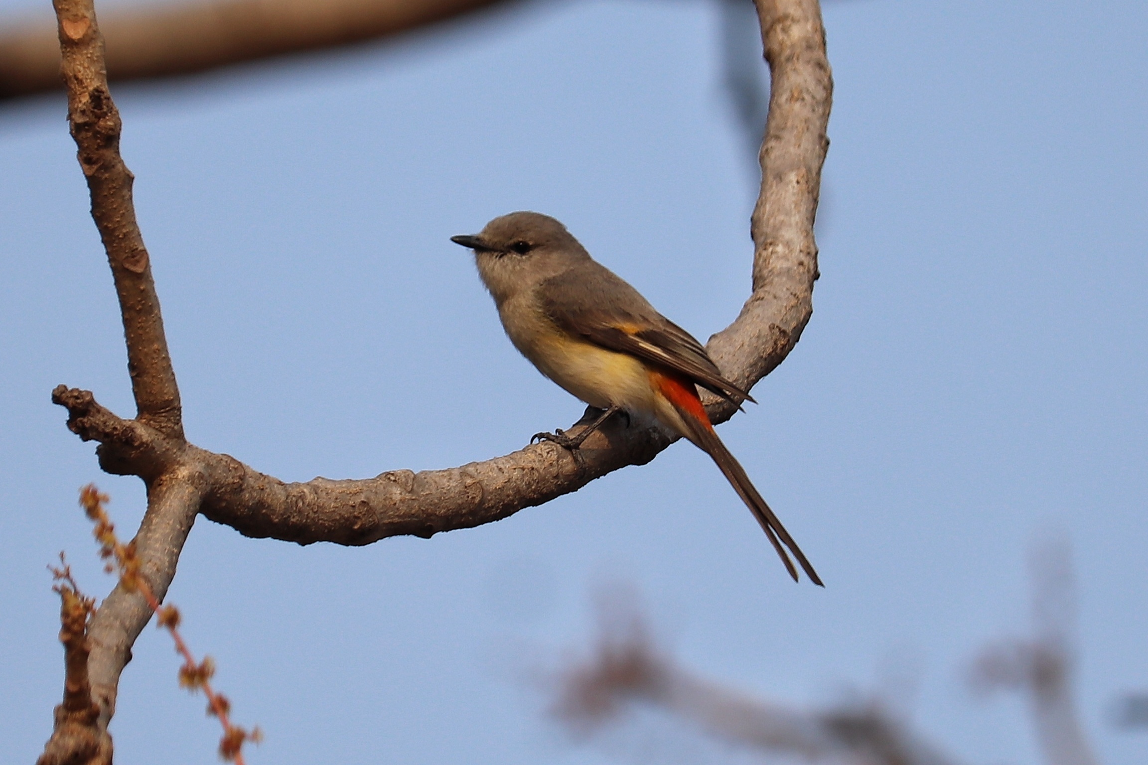 Small Minivet