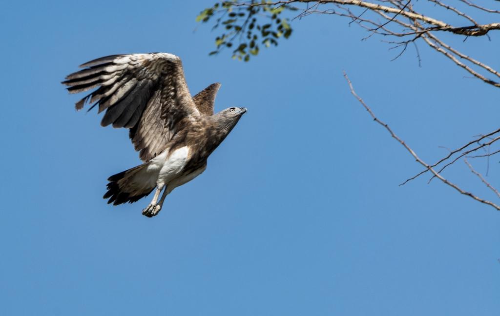 Grey-headed Fish Eagle