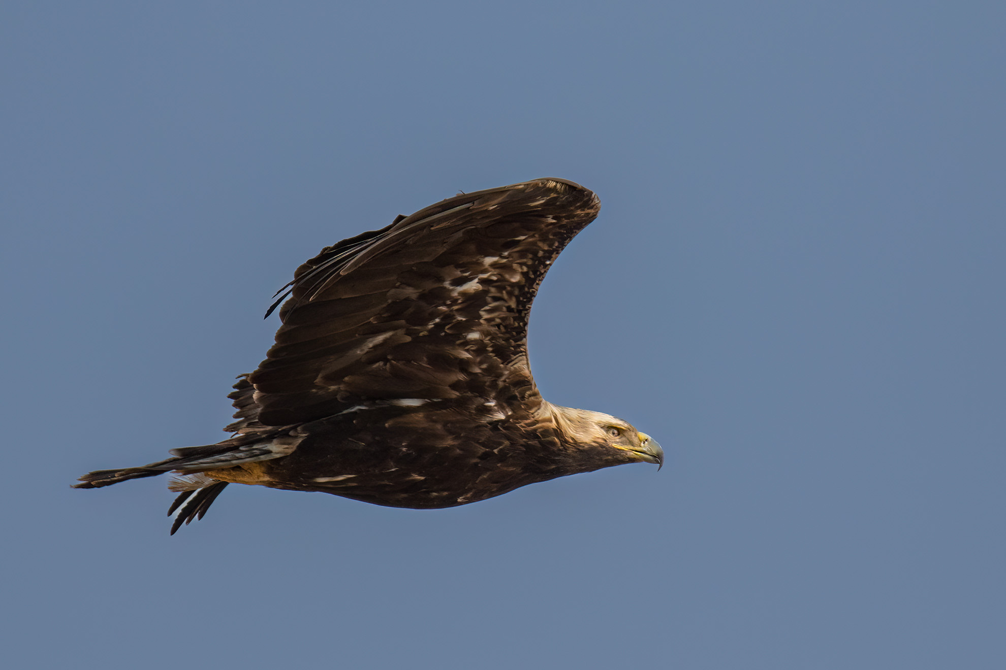 Eastern Imperial Eagle