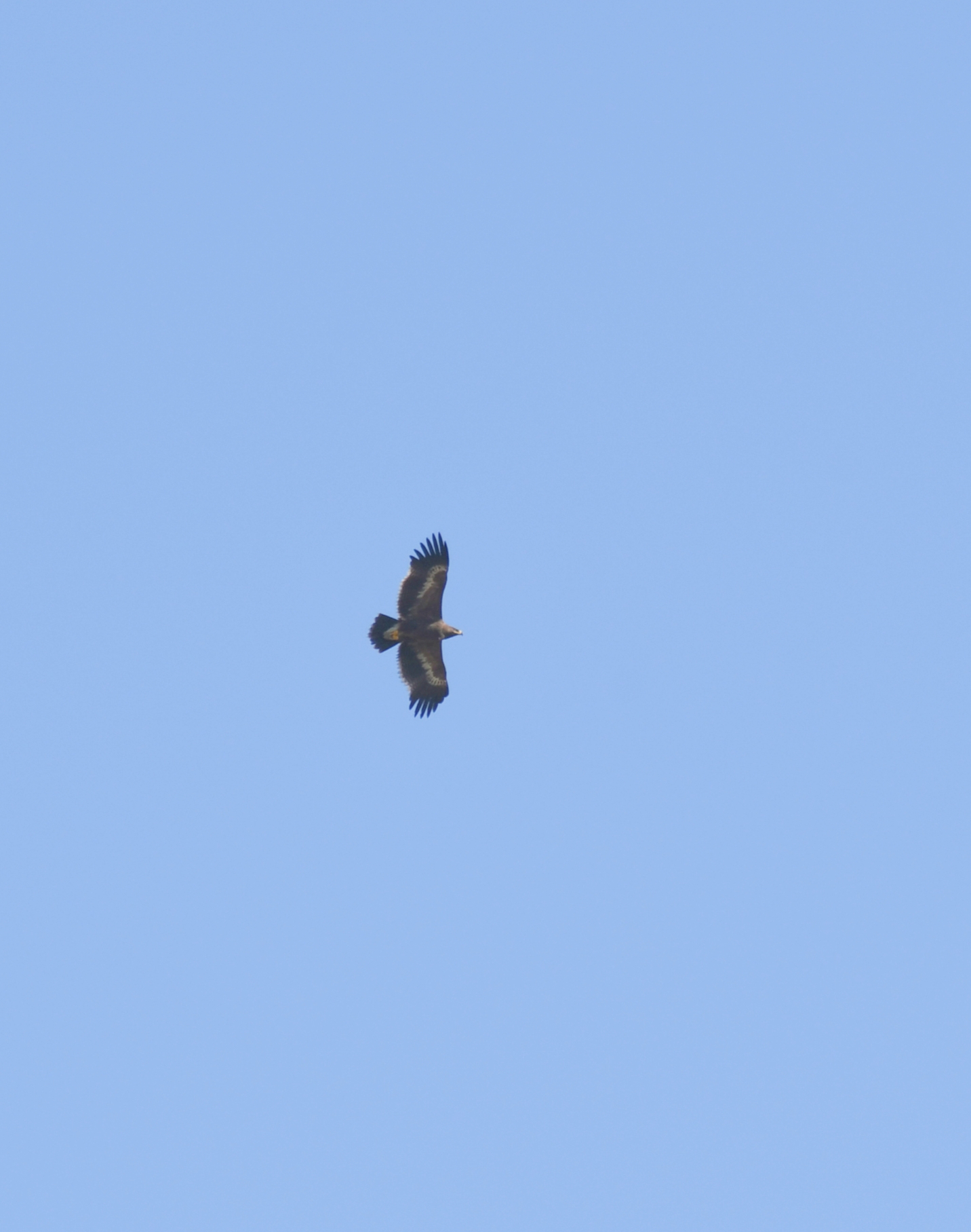 Steppe Eagle