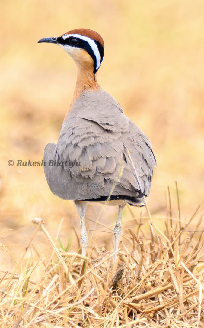 Indian Courser