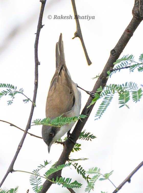 Lesser Whitethroat 