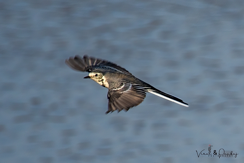 White Wagtail