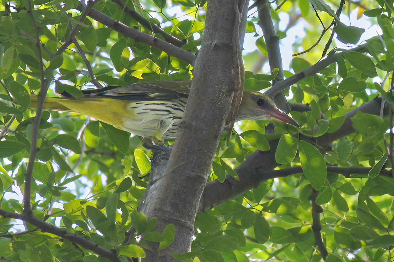 Indian Golden Oriole