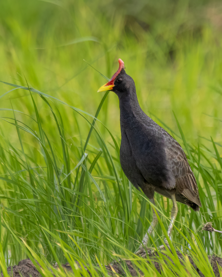 Watercock