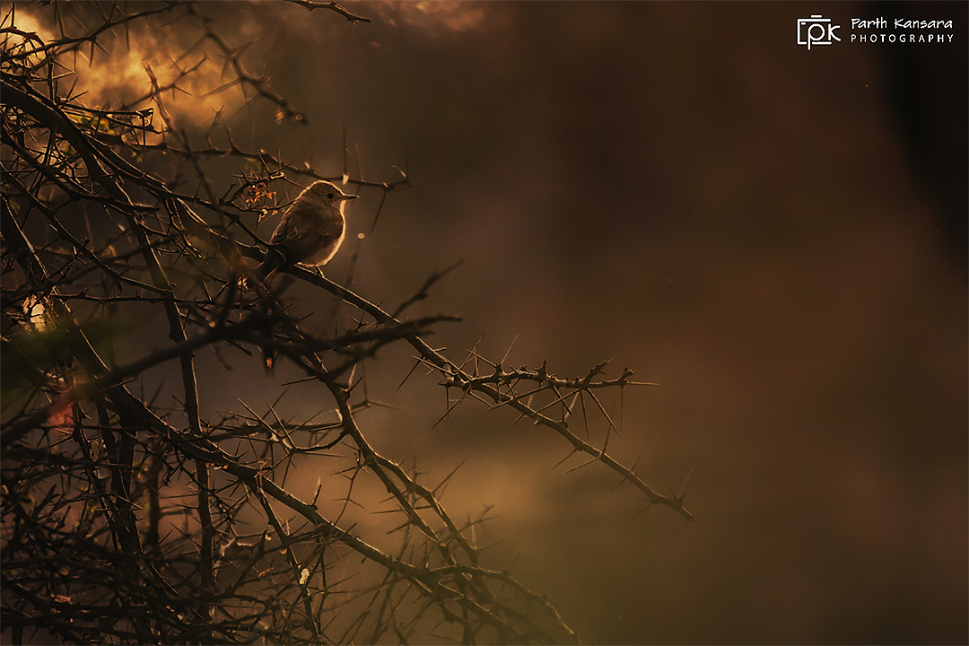 Spotted Flycatcher