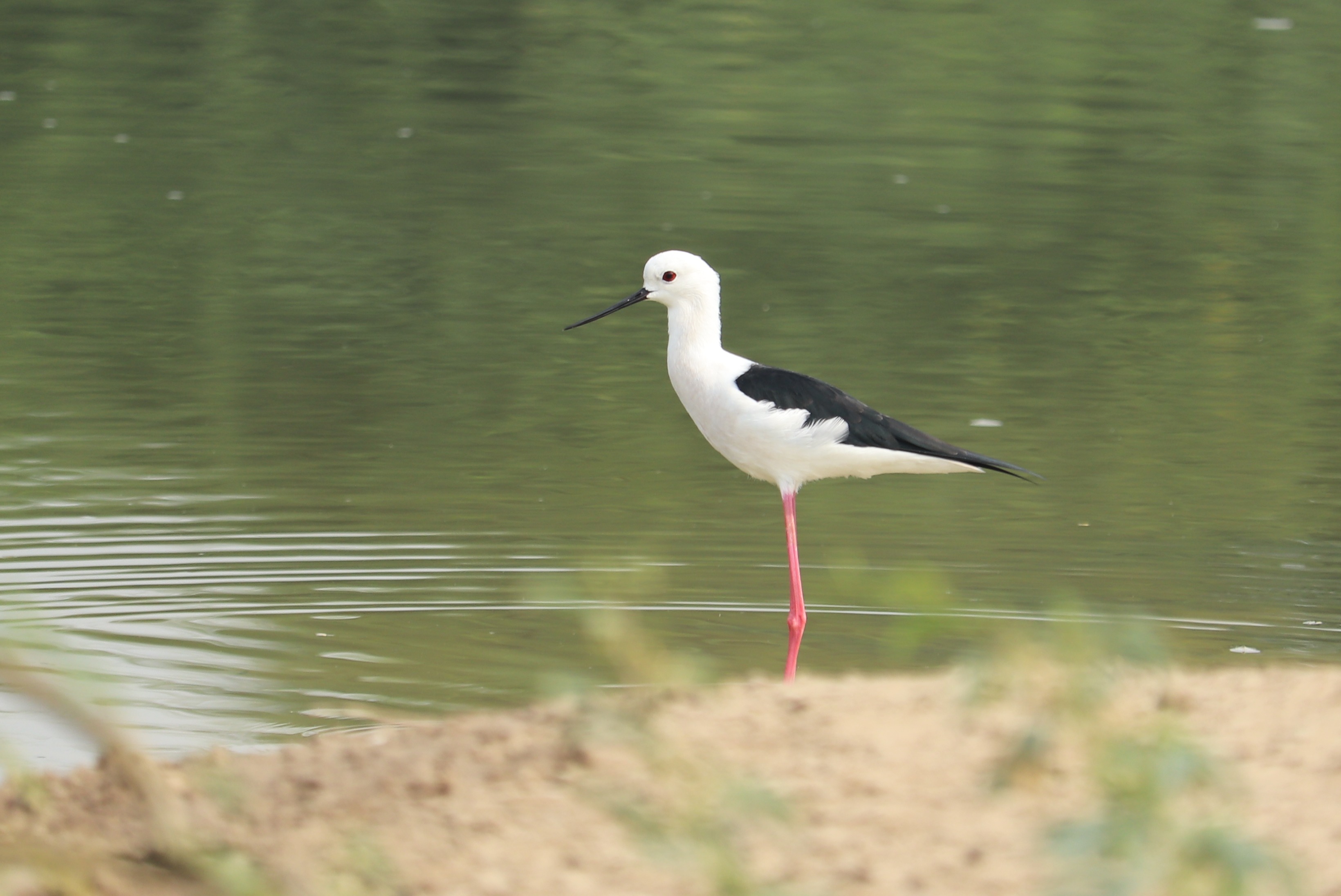 Black-winged Stilt