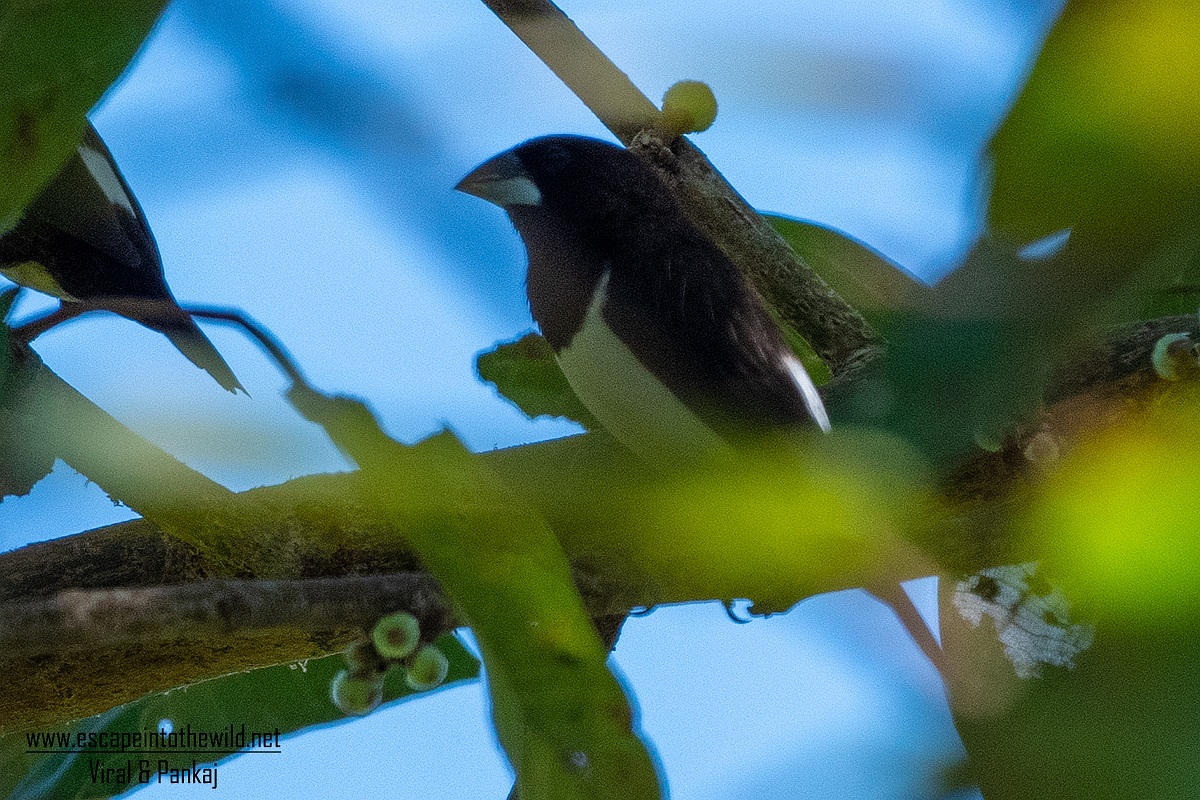 White-rumped Munia