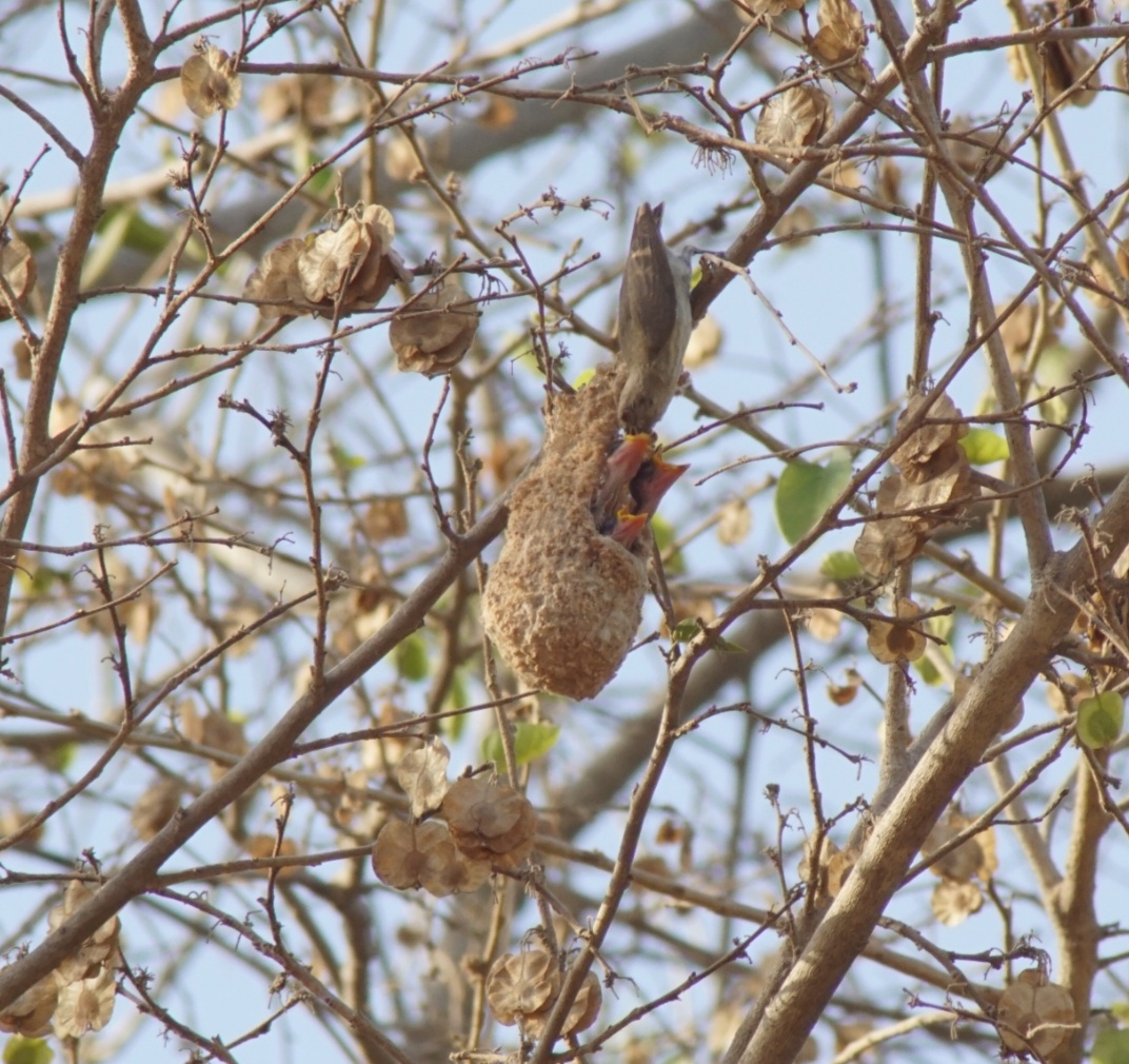 Thick-billed Flowerpecker