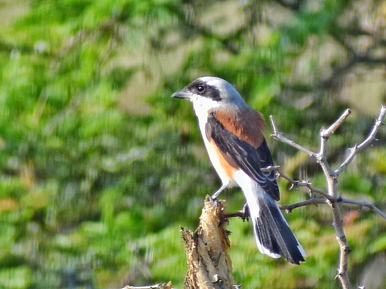 Long-tailed Shrike